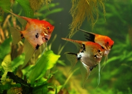 Pterophyllum scalare  Koi / Maanvis Koi