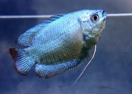 colisa lalia cobalt blue / kobalt dwerg gourami