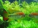 Apistogramma viejita red / Dwerg cichlide