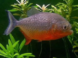 Pygocentrus Nattereri / Roodbuik Piranha