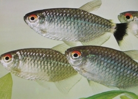 moenkhausia sanctaefilomenae / Roodoogzalm , geelband Tetra