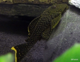 L 081 Baryancistrus xanthellus / golden nugget