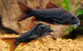 Corydoras Black Venezuela / Pantsermeerval