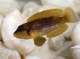 Lamprologus Ocelatus / Schelpen cichlide