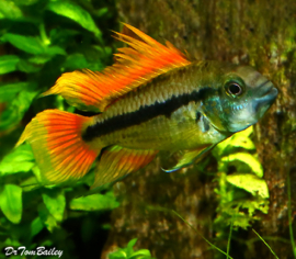 Apistogramma cacatuoides double orange / Dwerg cichlide