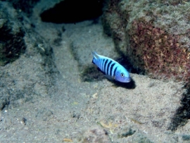 Pseudotropheus Kingsizei / Malawi Cichlide