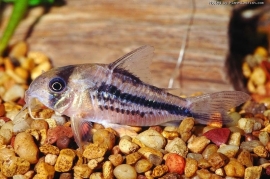 Corydoras Axelrodi / Pantsermeerval