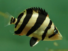 Datnioides Microlepis / Tijger Baars