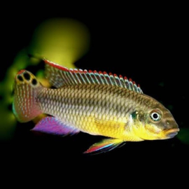 Pelvicachromis Taeniatus Kienke / Kersenbuik cichlide