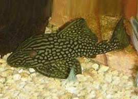 L 330 Panaque / watermeloenpleco