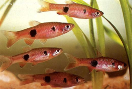 Rasbora Kalochroma / Clownrasbora