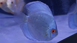 Symphysodon Aequifasciatus /  Discusvis Blue Diamond