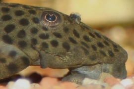 L 244 Pseudolithoxus dumus