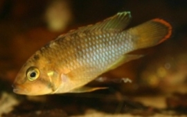 Apistogramma Nijsseni / Dwergcichlide