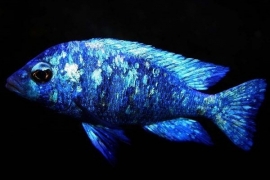 Placidochromis phenochilus tanzania