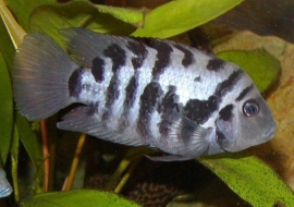 Amatitlania nigrofasciata / Cichlasoma nigrofasiatus / Zebra Cichlide