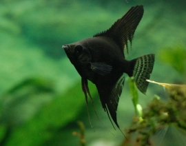 Pterophyllum scalare  Black / Maanvis Zwart