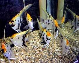 Pterophyllum scalare  Koi / Maanvis Koi