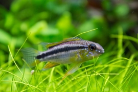 Apistogramma Bitaeniata / dwergcichlide