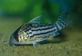 Corydoras schwartzi