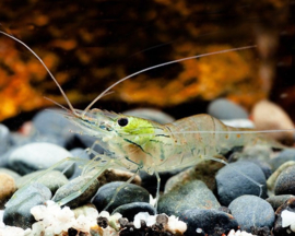 Macrobrachium Lamerii / Zoetwater garnaal