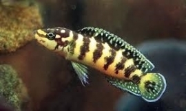 Julidochromis transcriptus / tanganyika cichlide