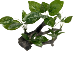 Planten op hout 28cm OS-226 - aquarium decoratie