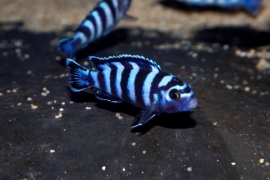 Pseudotropheus Demasoni / Malawi Cichlide