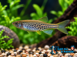 Brachydanio Frankei / Luipaard Danio