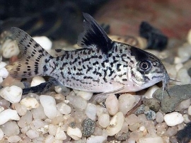 Corydoras Leucomelas / Pantsermeerval