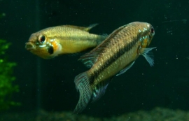 Apistogramma Staecki / dwerg cichlide