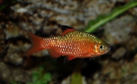 Puntius Conchonius Super Red/ Prachtbarbeel