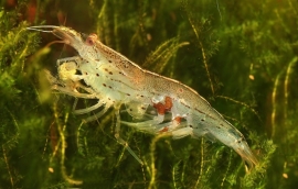 Aeolicus strigatus Red-Tailed / Roodstaart Garnaal