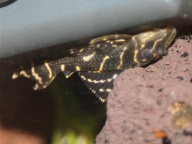 L 129 colombian zebra pleco