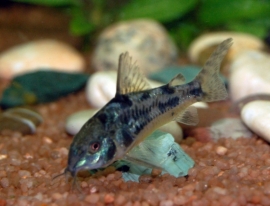 corydoras paleatus / pantsermeerval