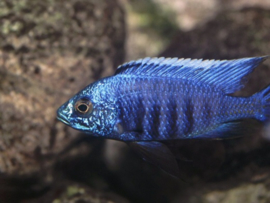 Copadichromis Azureus