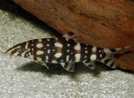 Pegu botia brima / botia histrionica s