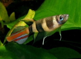 Epiplatys Annulatus / ringbandsnoekje