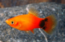 Xipho. Maculatus  Sunset Mickey / Platy sunset mickey