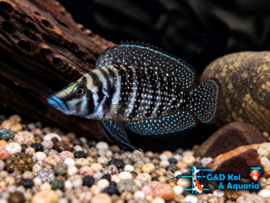 Altolamprolog calvus black / Calvus Black