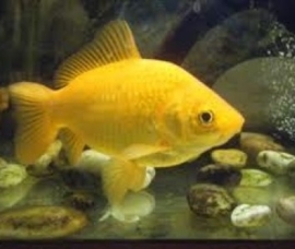 Goldfish Yellow