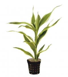 DRACAENA SANDERIANA WIT