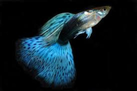 Poecilia reticulata Blue Cobra / Guppy Blauwe Cobra