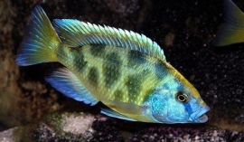 Haplochromis Venustus / Malawi Cichlide