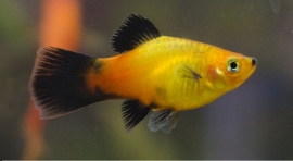 Xipho. Maculatus  Tricolor/ Platy Tricolor