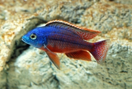 Protomelas Taeniolatus / Red Empress