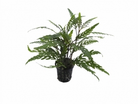 HYGROPHILA PINNATIFIDA