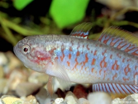 Tateurndina Ocellicauda / Pauwoog Gobio