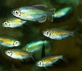 Phenacogrammus Interruptus / Congozalm