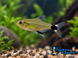 Aphyocharax paraguayensis/ panda tetra